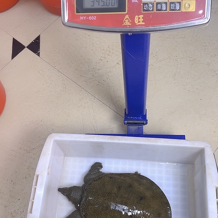 中国大陆野生甲鱼包邮包活