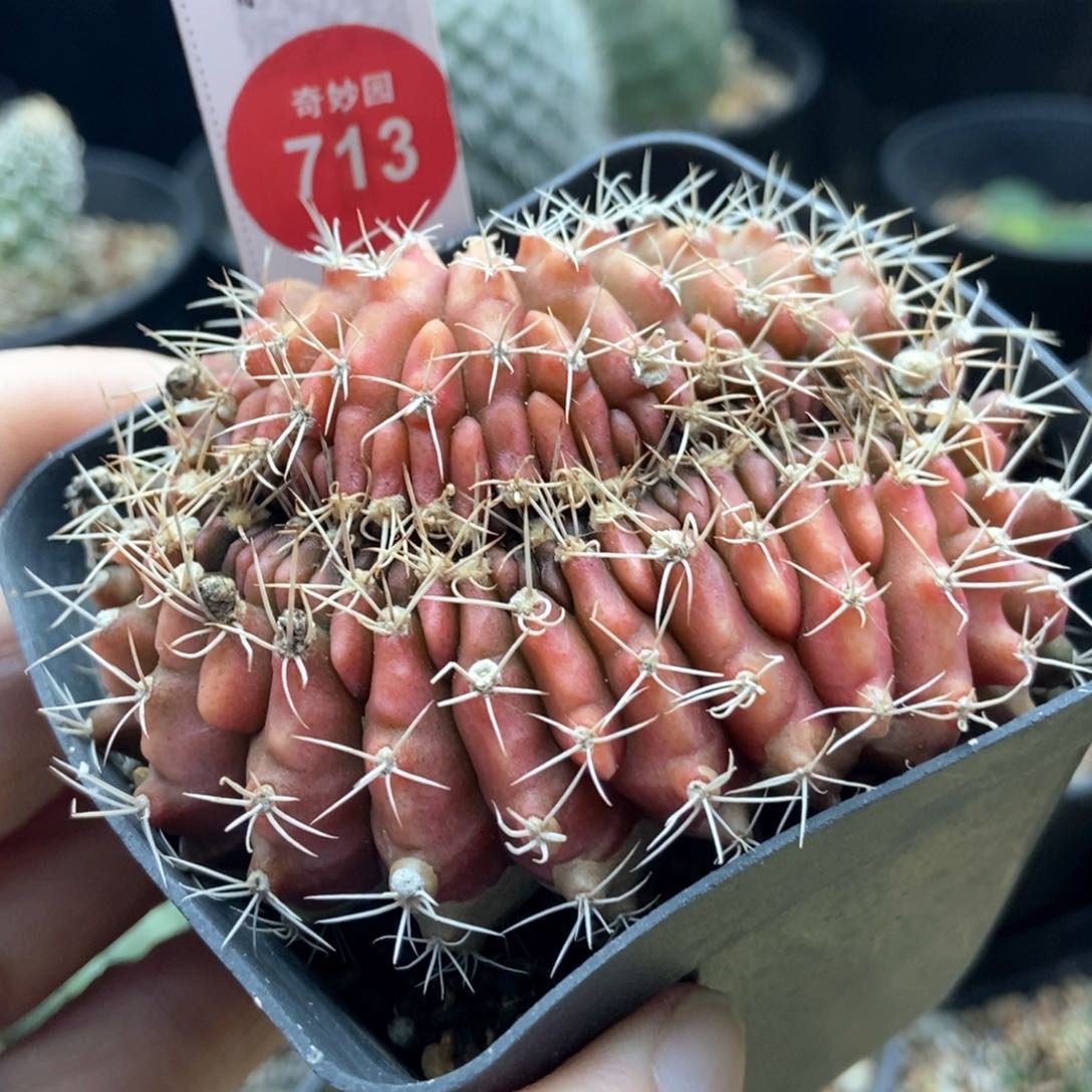 实生缀化一棵特价