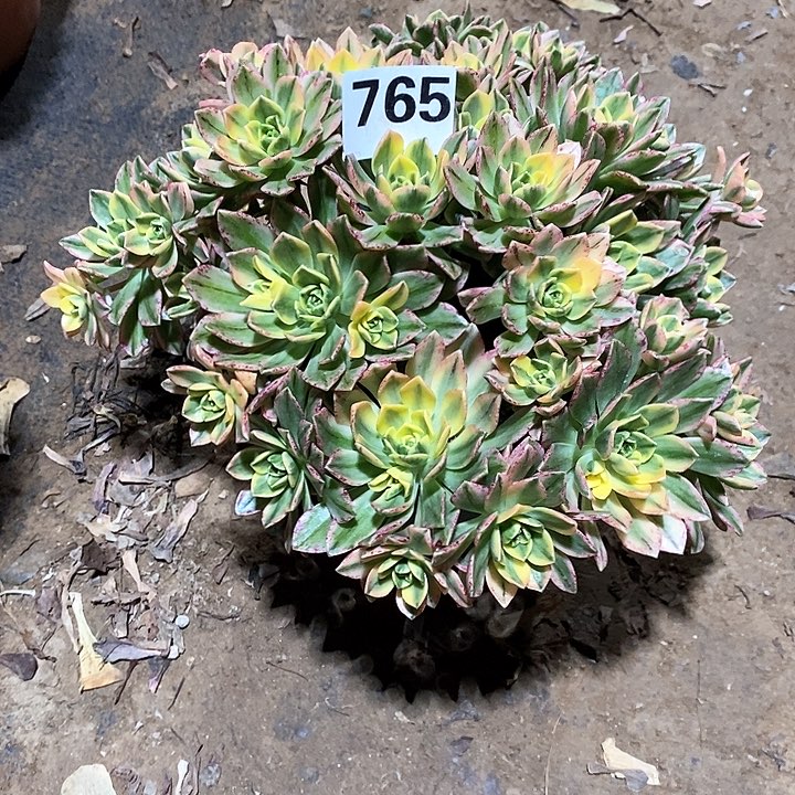 法师植物一物一拍765