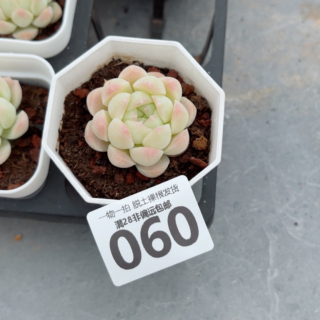 白桃汽水无盆土发货