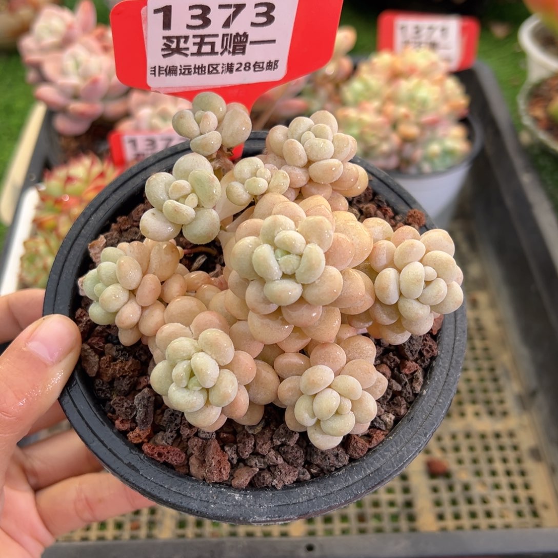 表妹精品多肉1373.