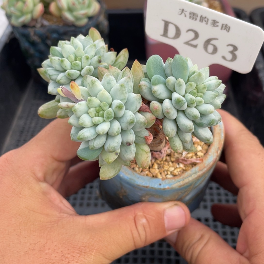 263蓝苹果石化锦不带盆9厘米