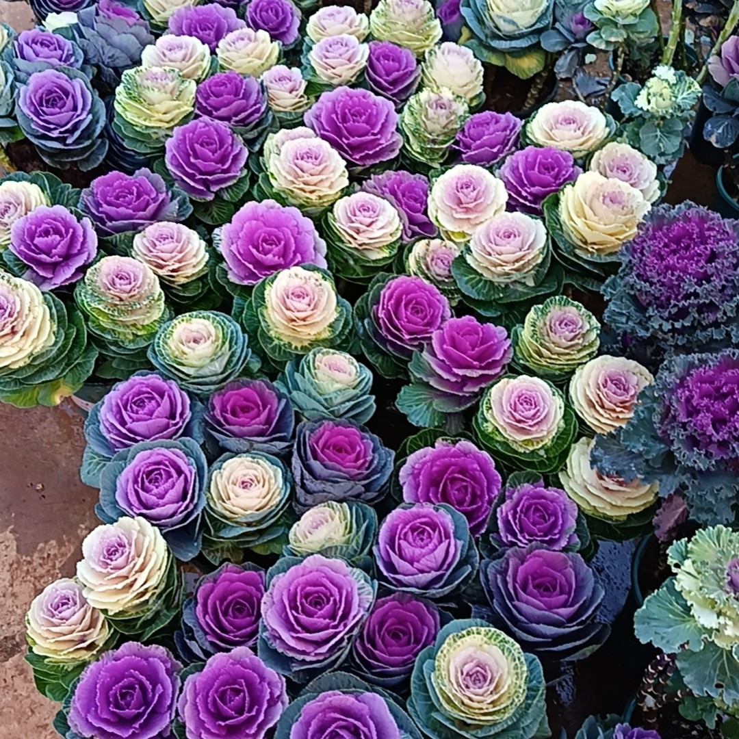 冬日玫瑰，羽衣甘蓝