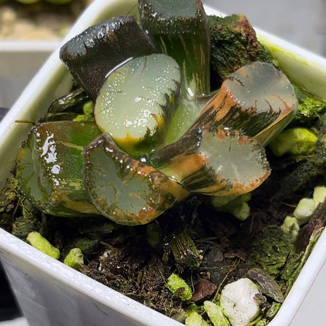 十二卷多肉植物1279大紫