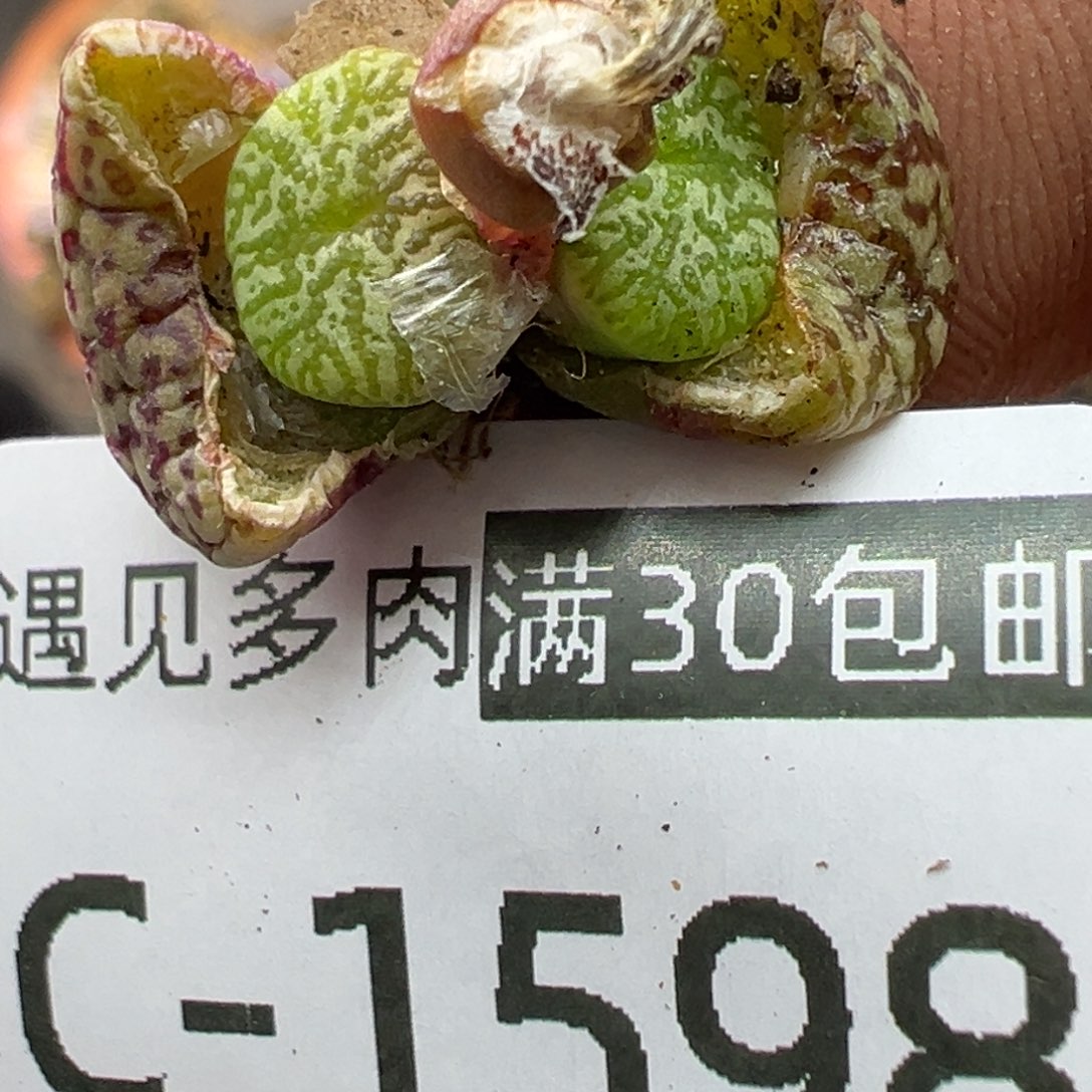 多肉植物11111111111
