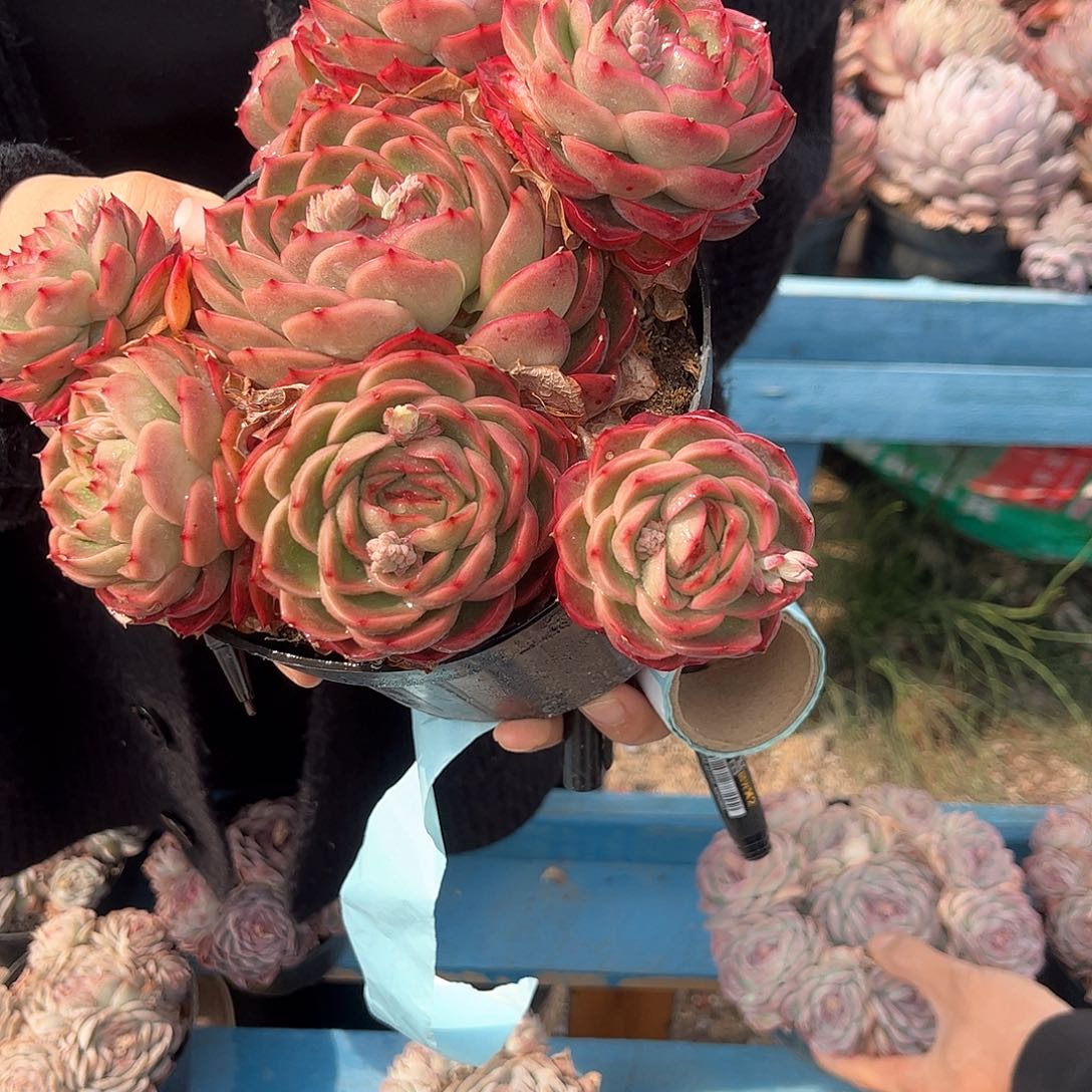 乖*10号惊鸿贝贝多肉植物0000