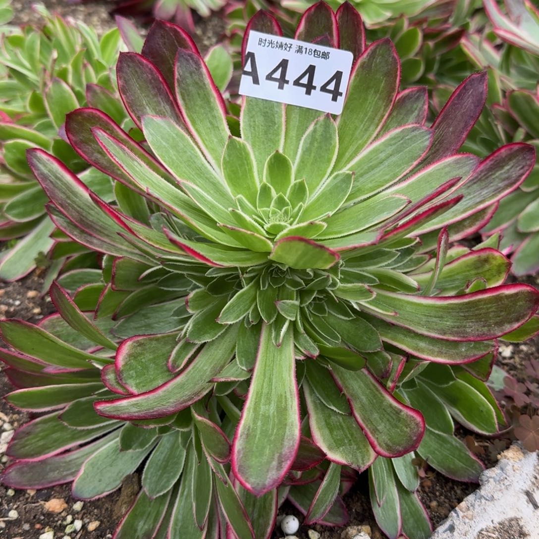 444孔雀翎多肉植物