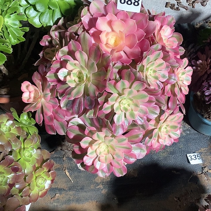 小****墨法师植物一物一拍688