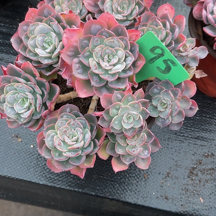 随***风两单包邮，一物一拍，95