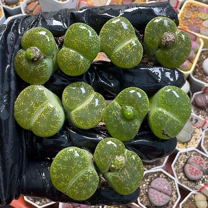 生石花1111111。  261