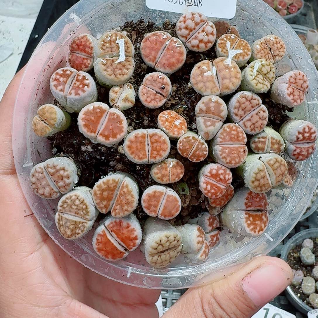 113多肉植物多肉植物