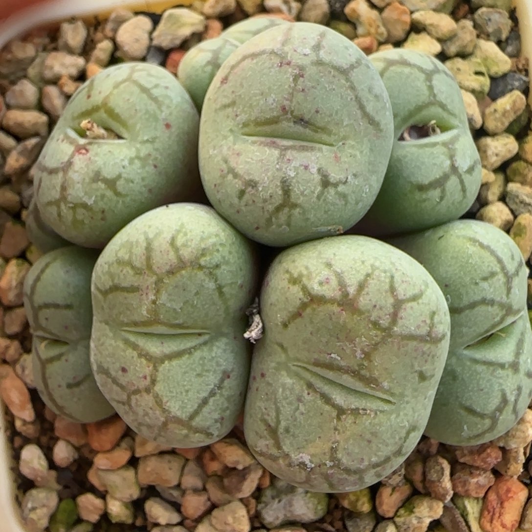 新年快乐多肉送福112号