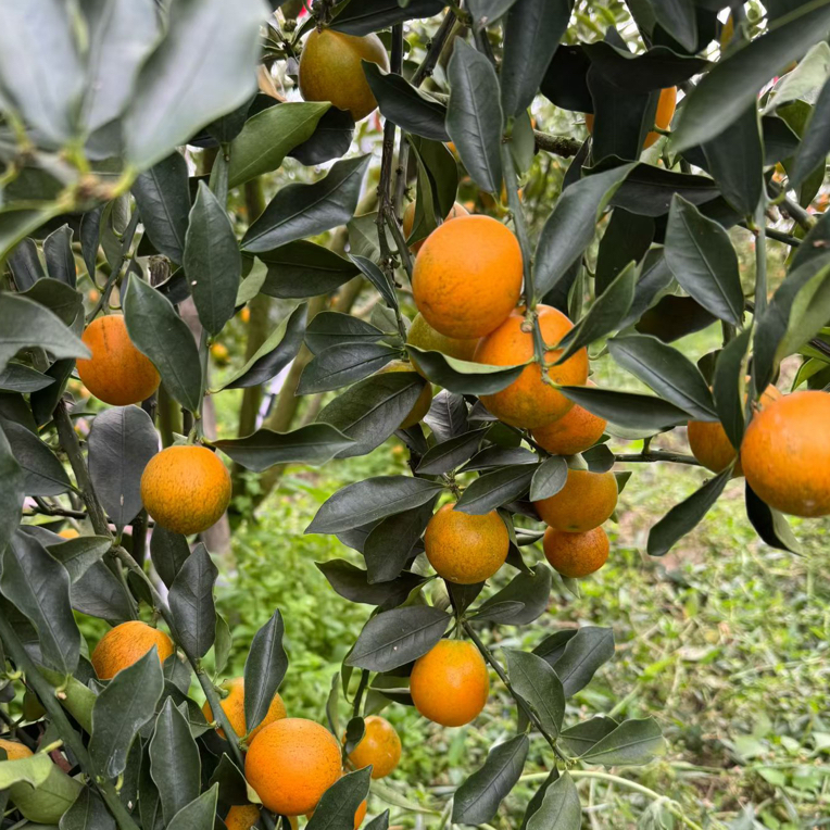 广西融安脆蜜金柑果王新鲜现摘纯甜当季水果顺丰包邮