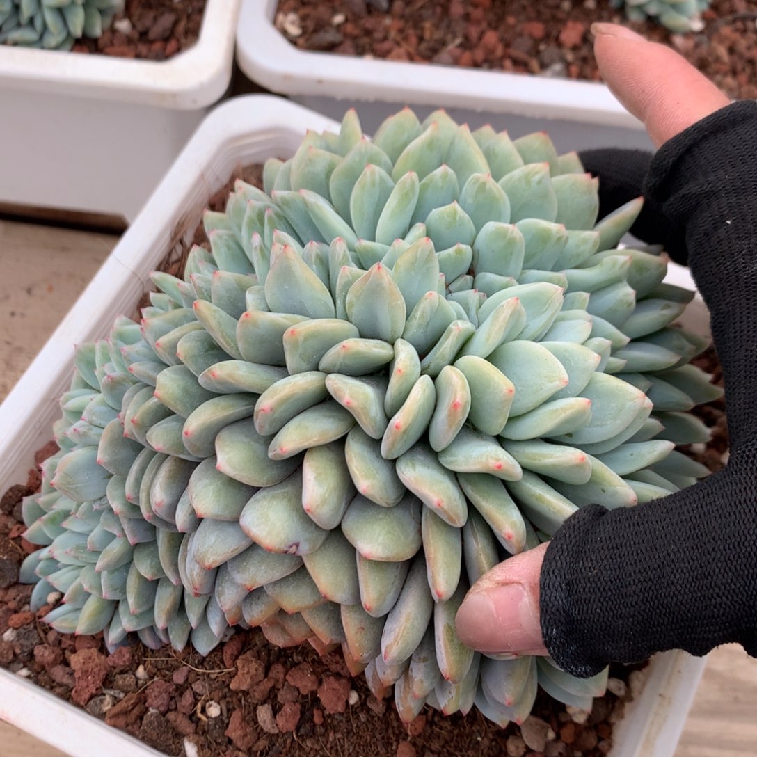 A426售后范围：签收起7天内，录开箱视频