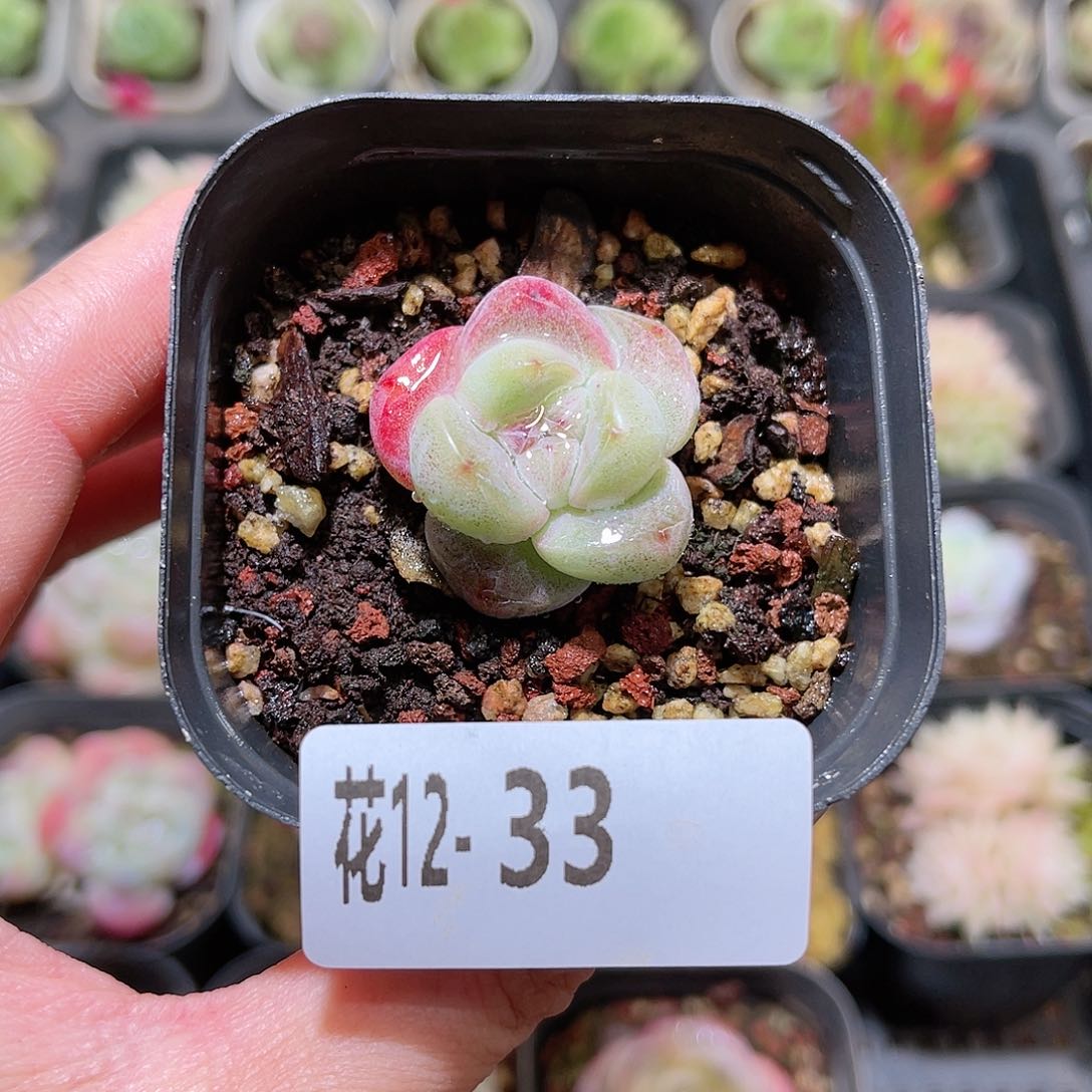 花利美12-33糖心冰玉