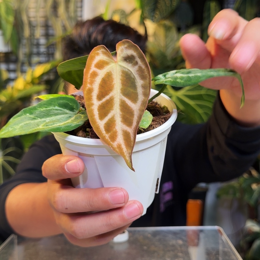 完全开放X96银虎杂树莓