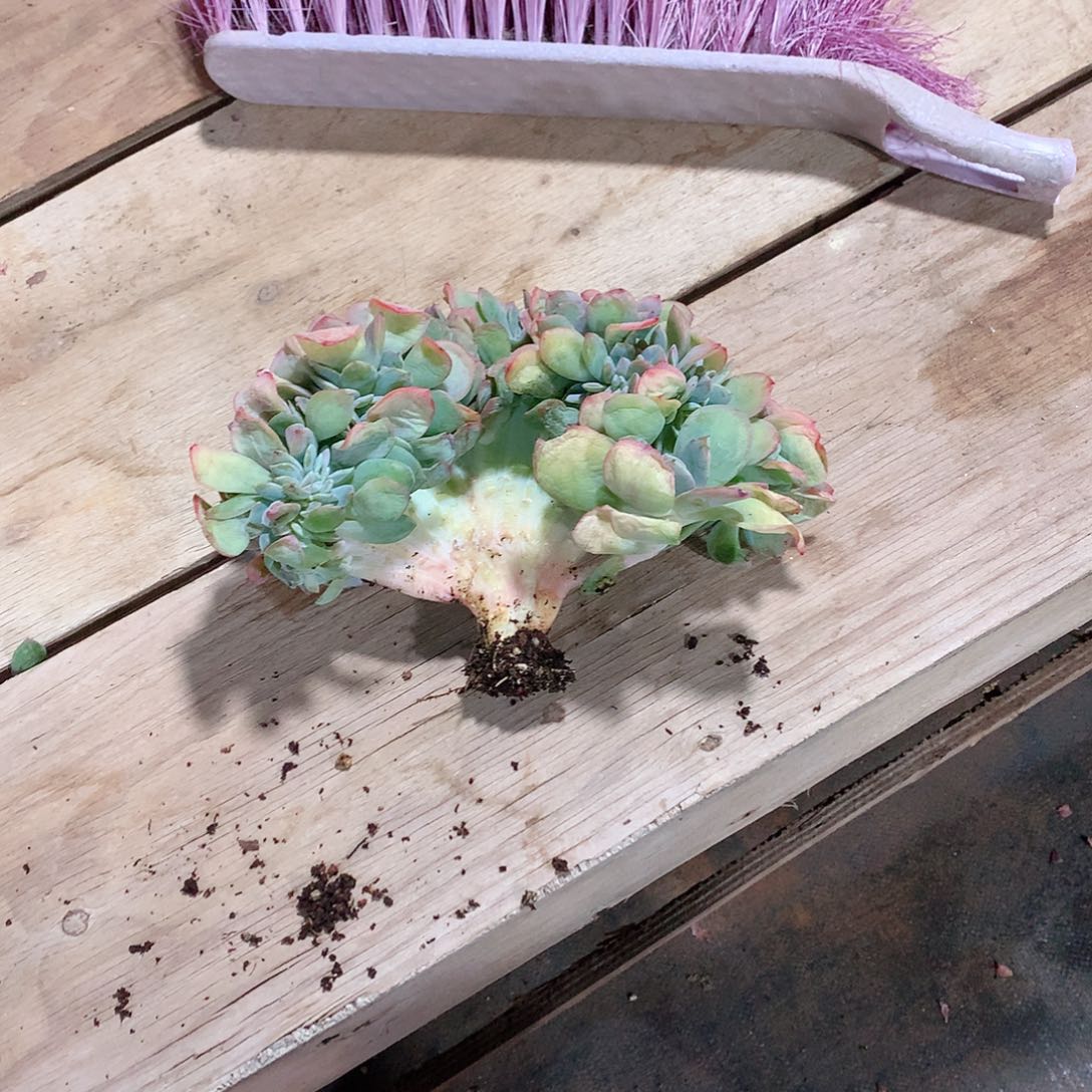 多肉植物多肉植物白凤缀58