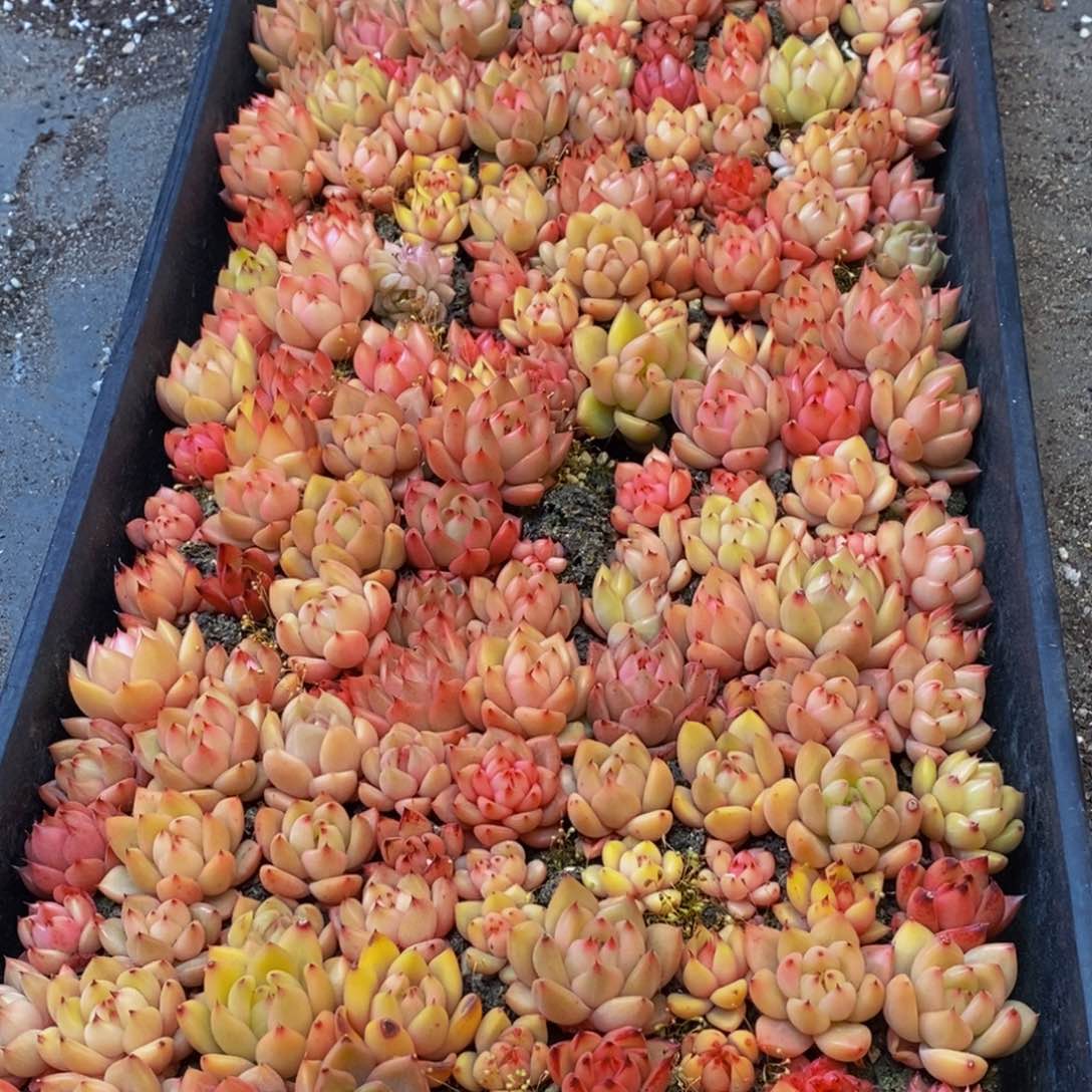 196多肉植物纤维面膜的