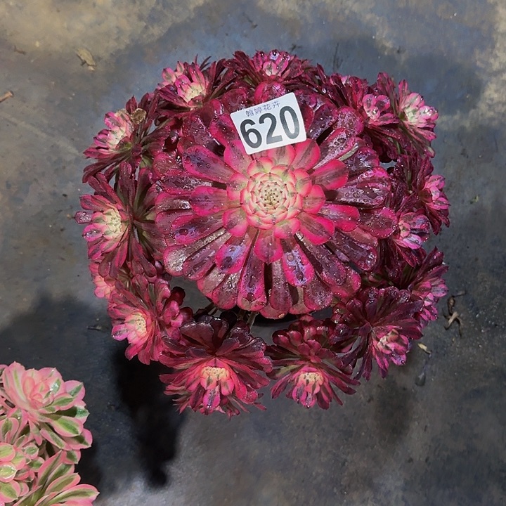 0000000000000620红彤白