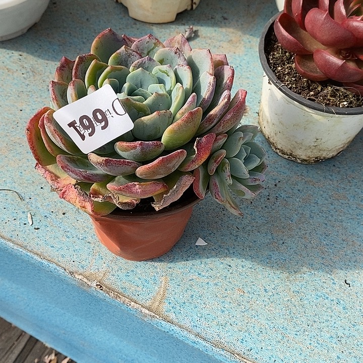 短****661冰凤多肉植物多肉