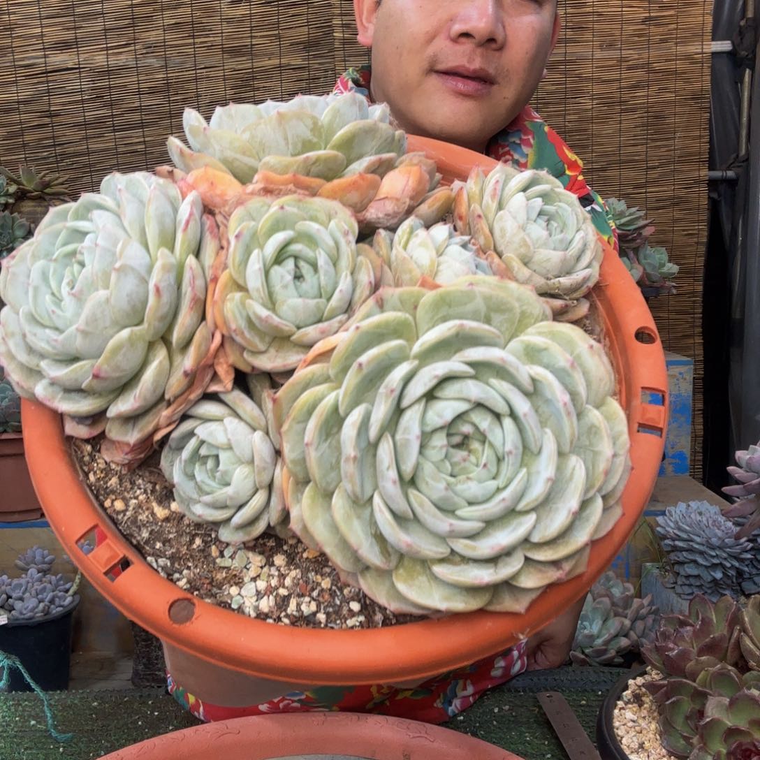 劳林一物一拍 13-1