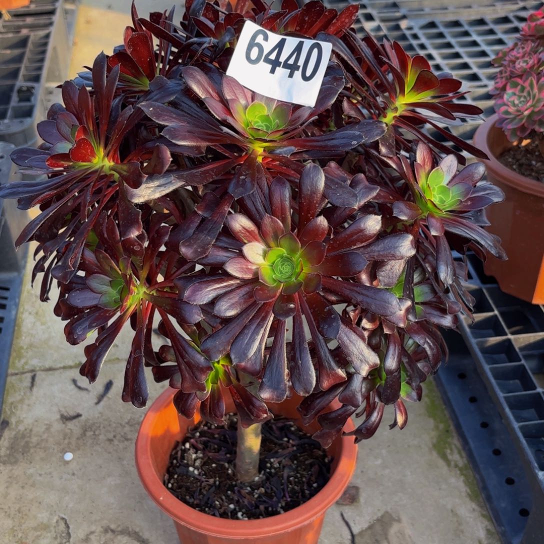 无花朵6440墨法师1111111