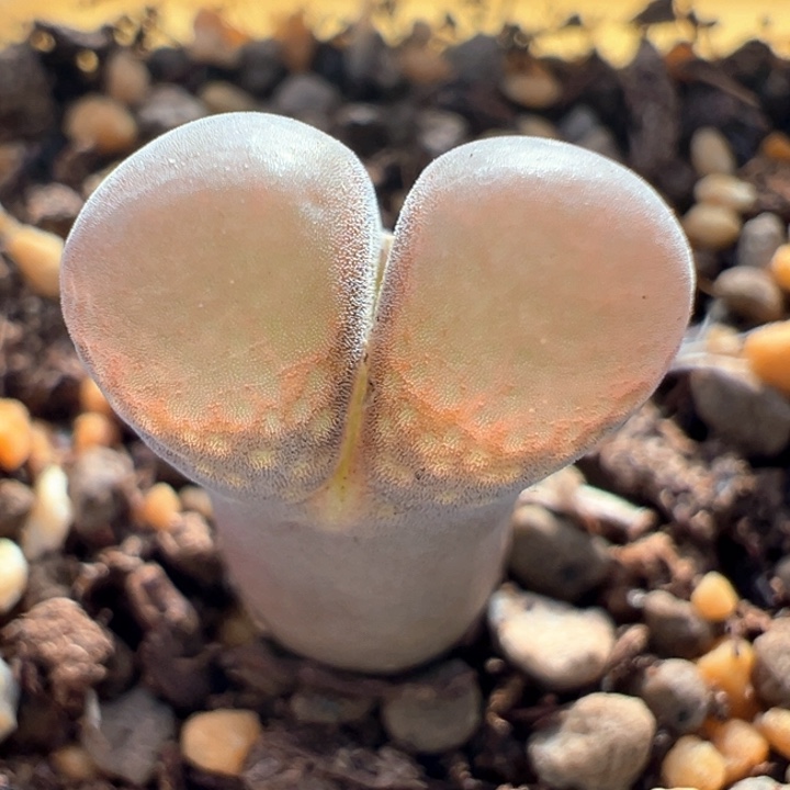 A819。优选超好看风铃。 中场福利。  