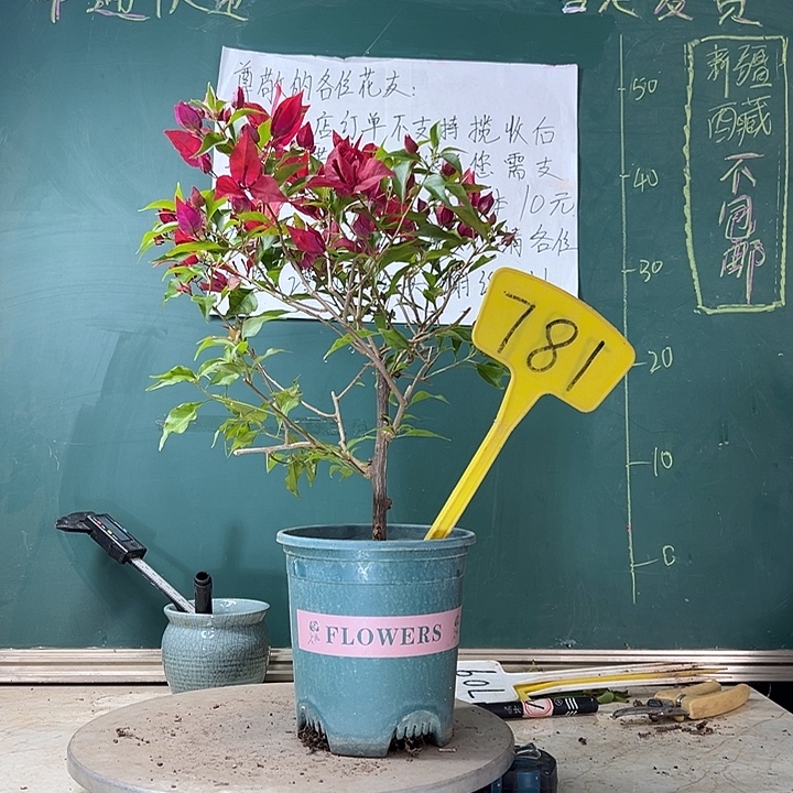 当前无花栽培后可以开花紫桑巴781