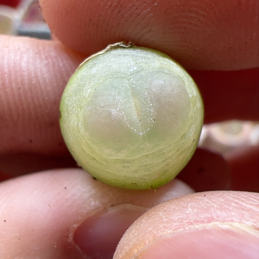 【闪购商品】160 紫皮