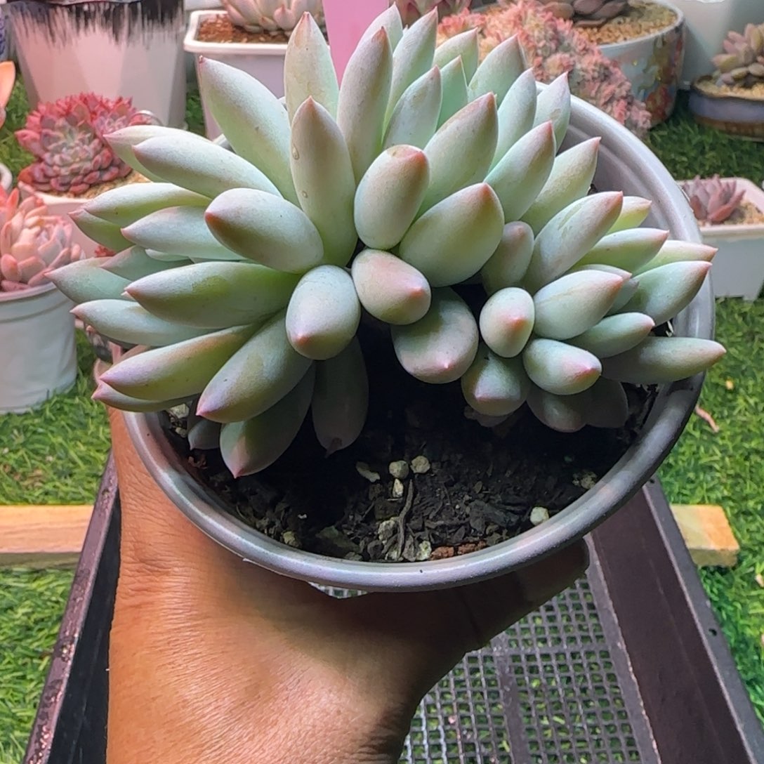 锦安精品多肉编号213