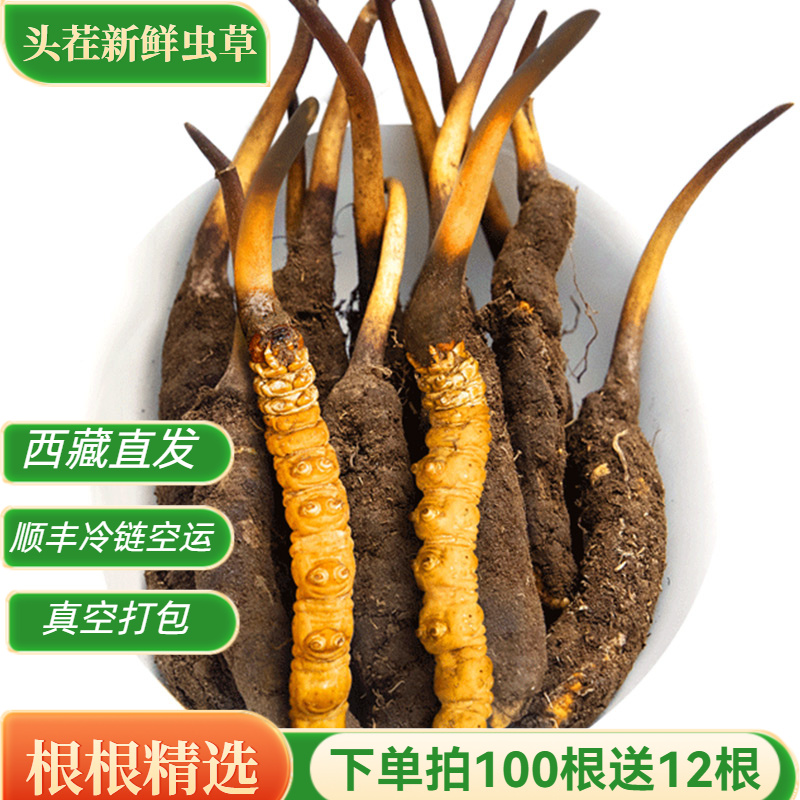2025头茬新鲜冬虫夏草0.8克/根正宗高海拔新鲜虫草高品质自吃送礼