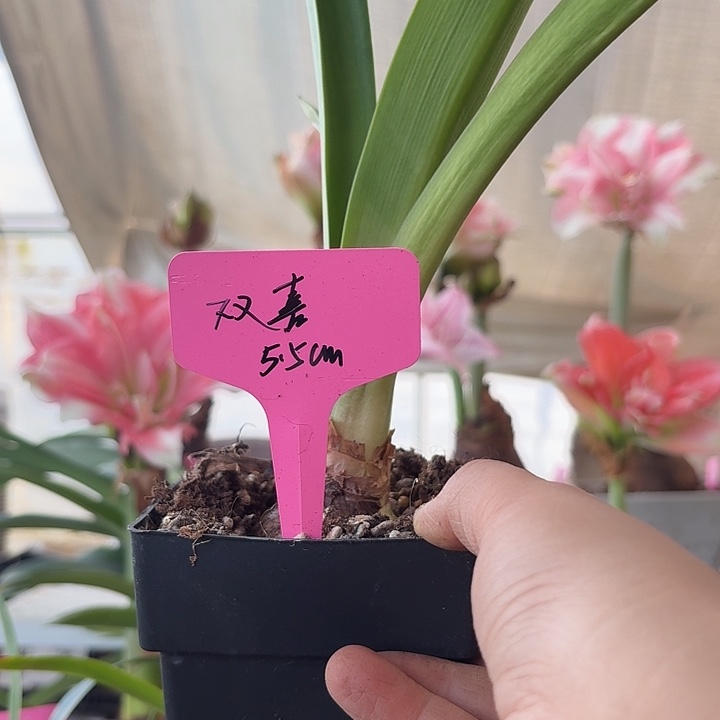 无花朵双喜朱顶红直径5.5