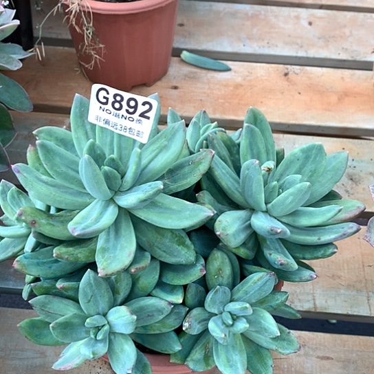 海洋之歌石化892 亏本处理退款拉黑7-8天发货