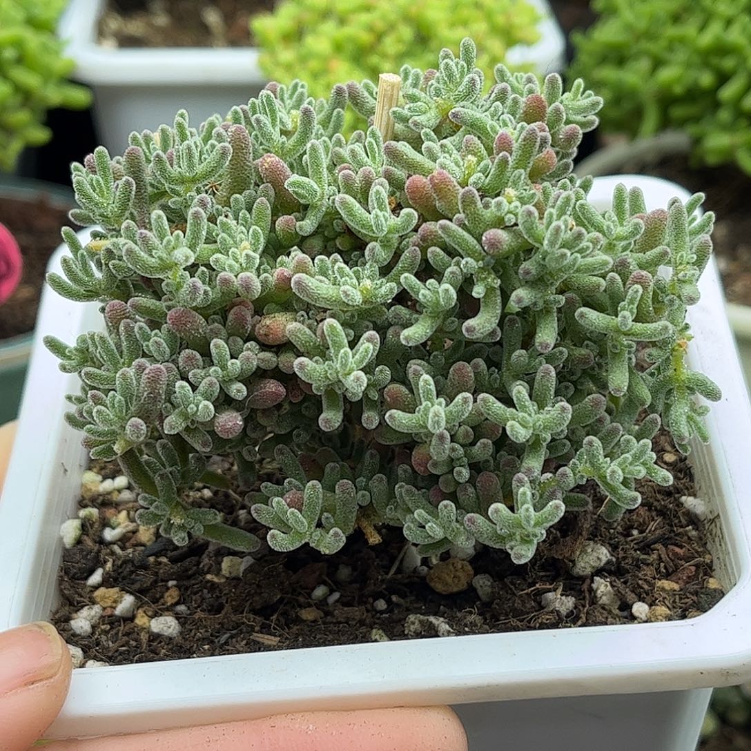 14冰晶优选枝干番杏