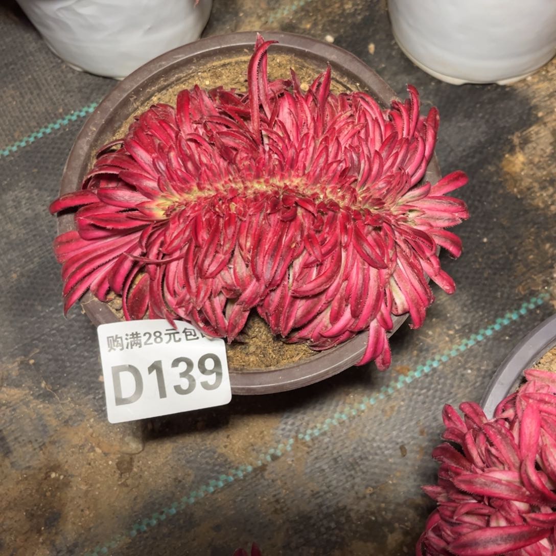 平**生139多肉植物朱雀缀化