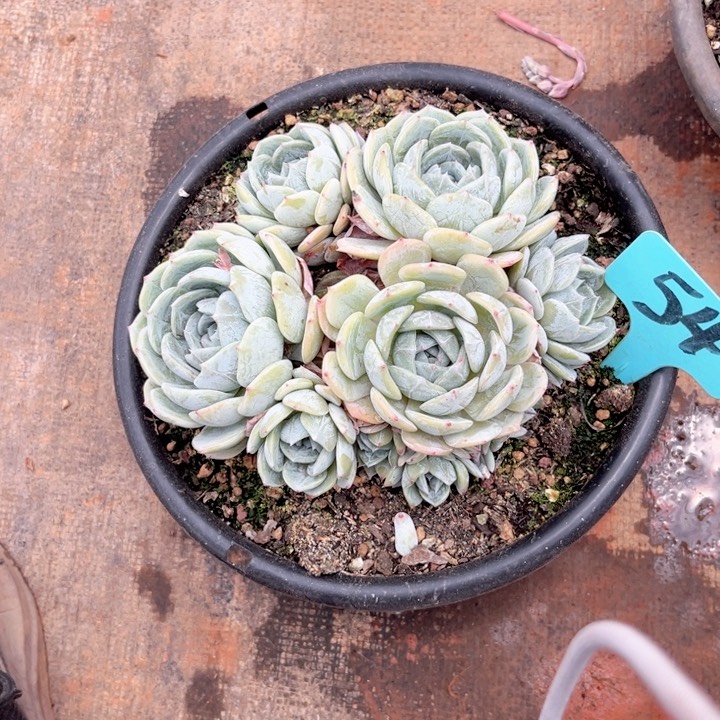 晨语多肉物一拍54