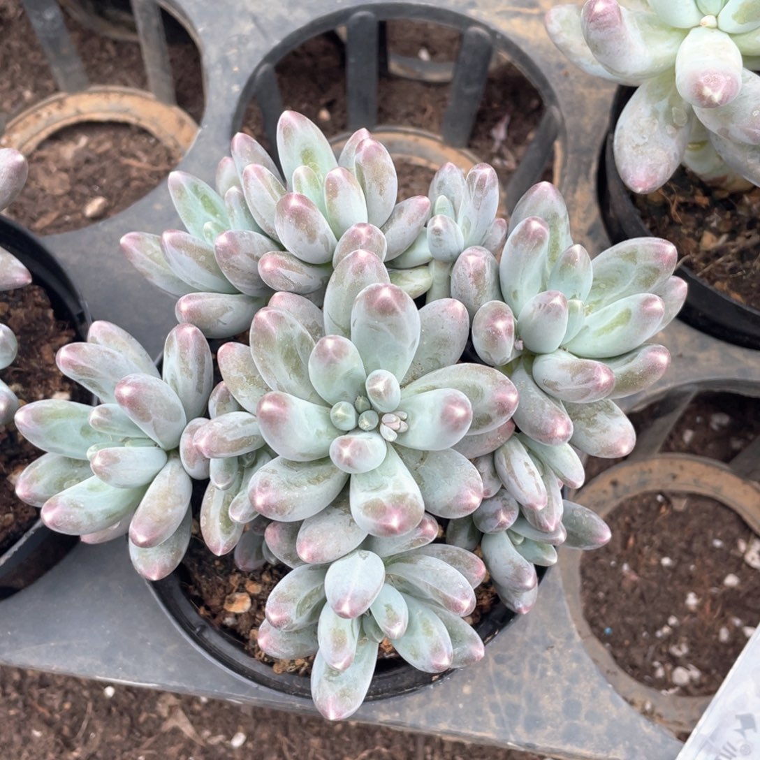 乌拉奶冠幅13 公分一物一拍