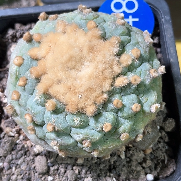 仙人球落地自根8公分148