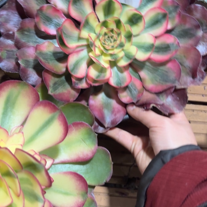 云南爱丽丝好看19号