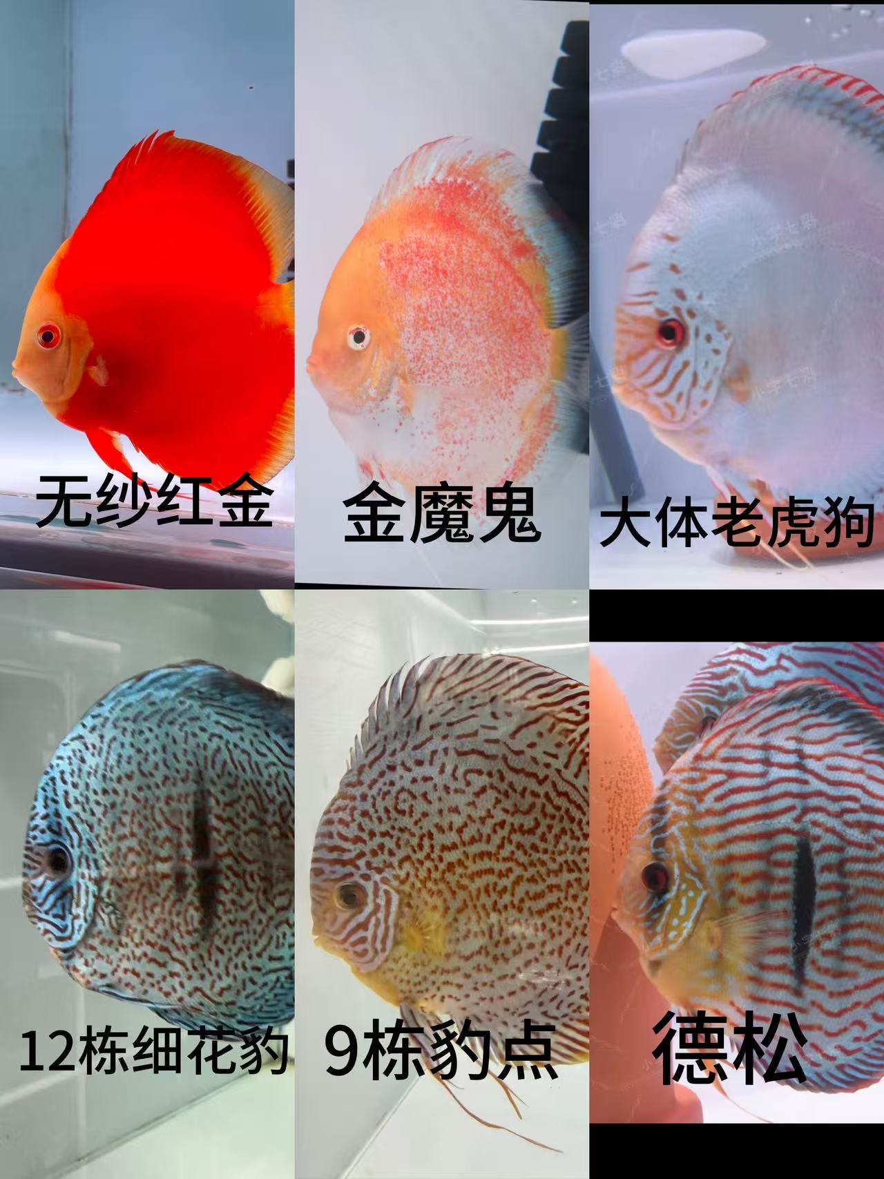 七彩神仙鱼一单一拍