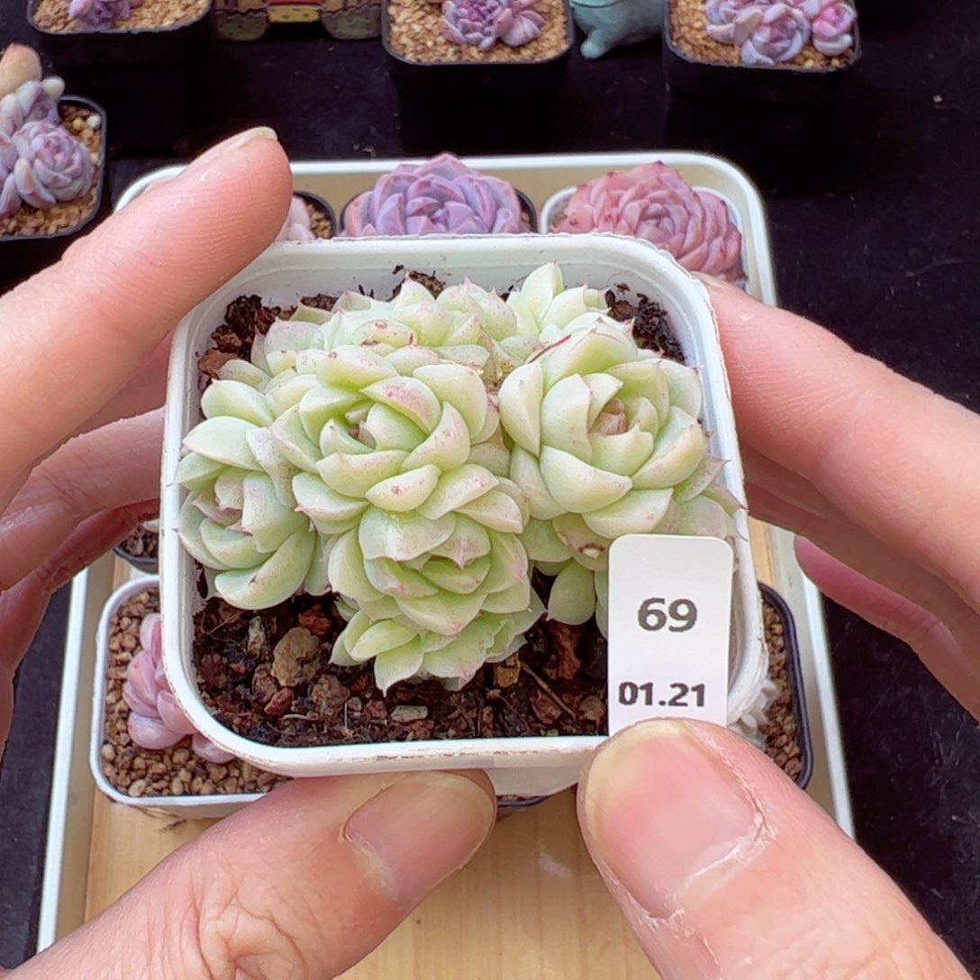 朵朵缀69、哈哈哈哈