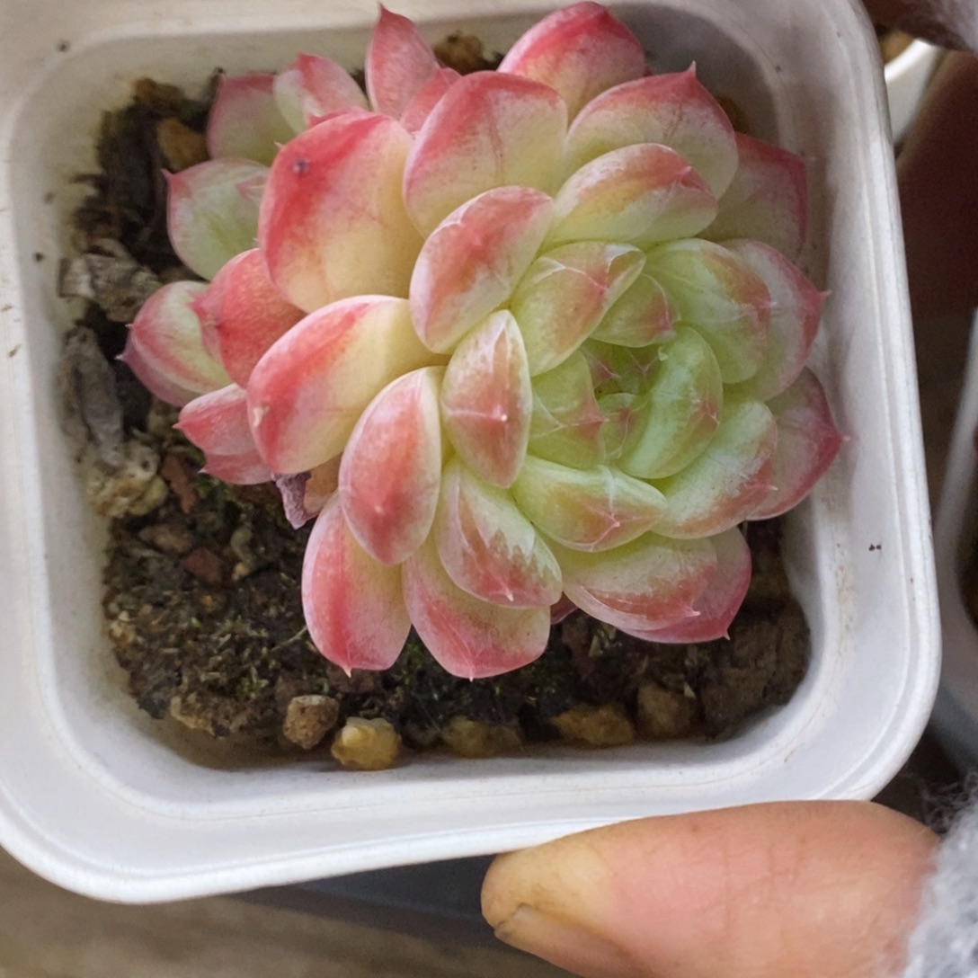 精品多肉一物一拍不包整296