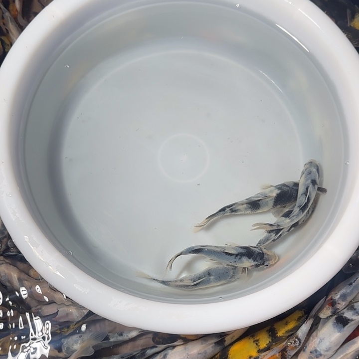 老***泡锦鲤锦鲤的故事是