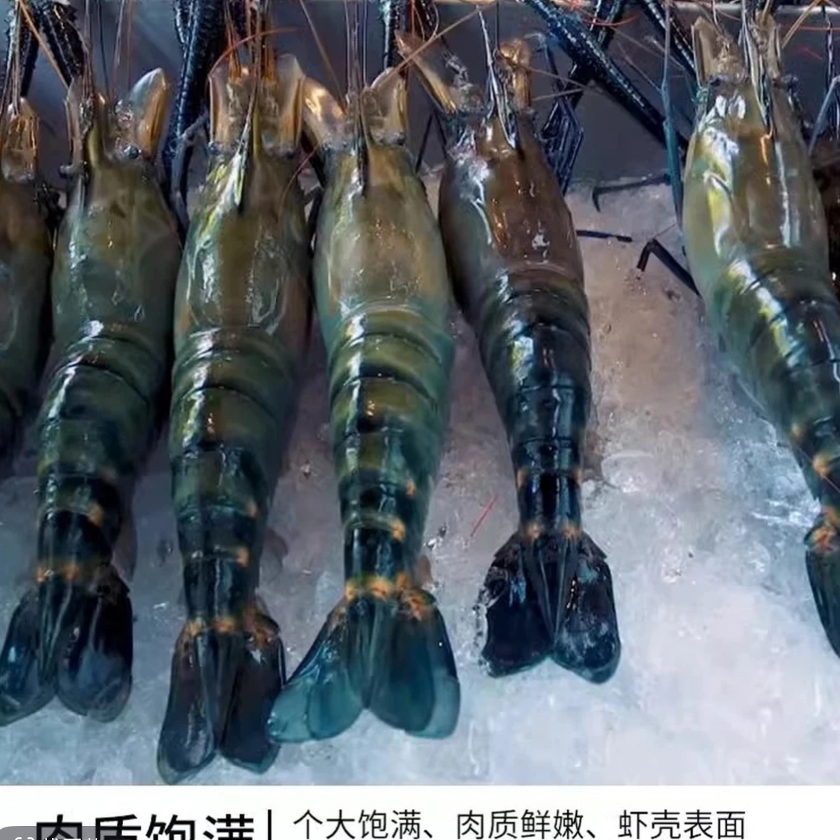 新鲜速冻罗氏虾 【15左右1盒】拍三送一到手4盒500克/盒 顺丰发货