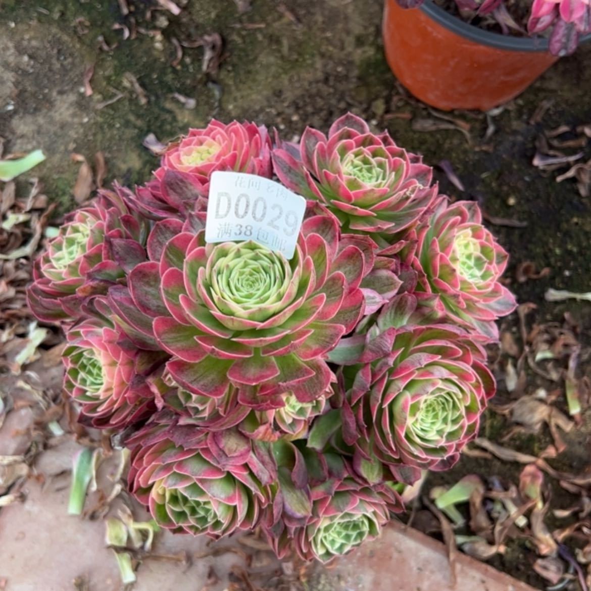 【闪购商品】029海王多肉