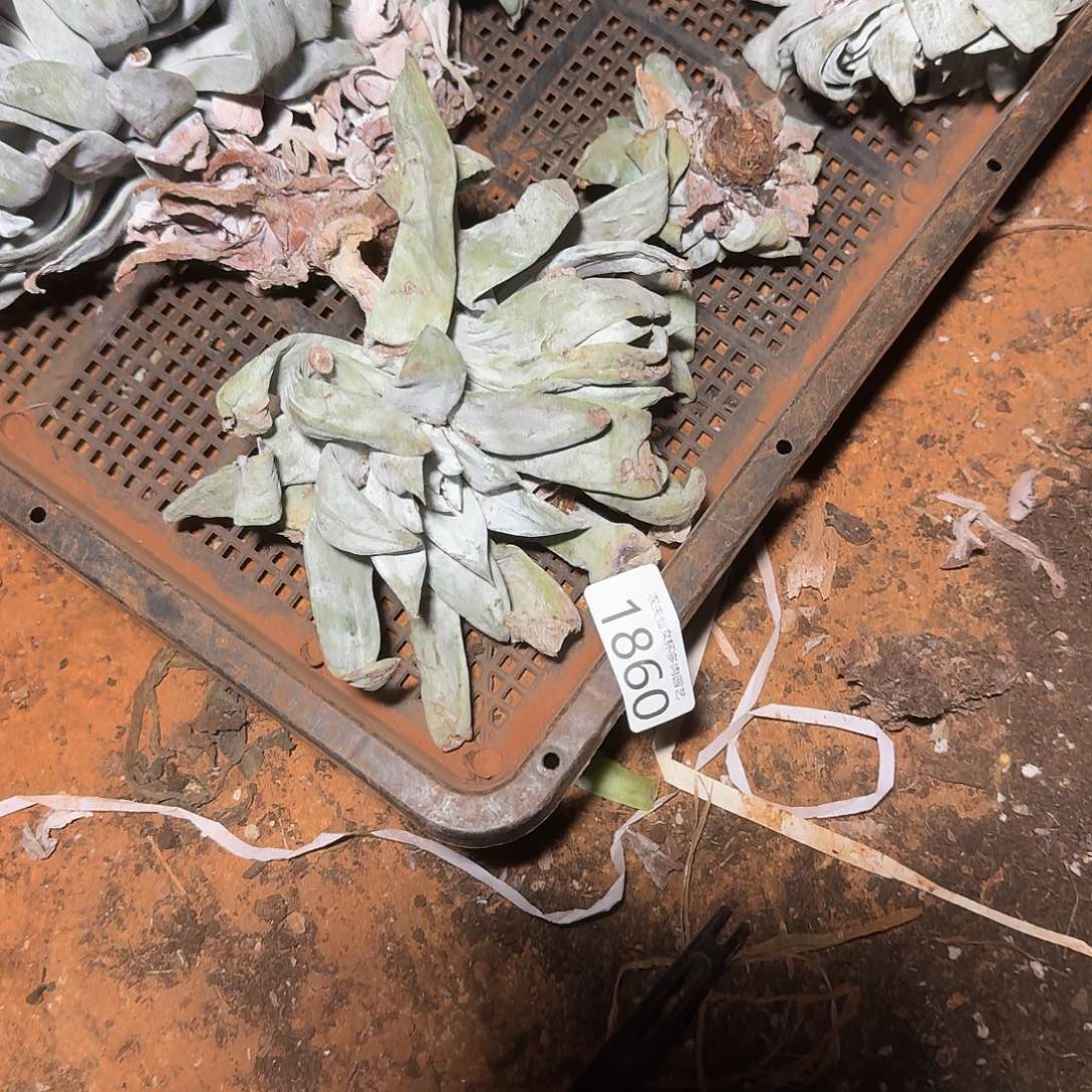 3代杂交仙女杯多肉福利瑕疵处理