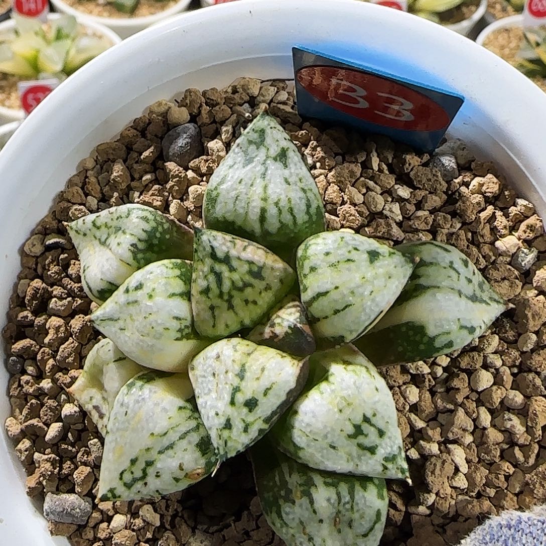 33号潘多拉魔盒锦 6.2 厘米左右一物一拍带盆发货