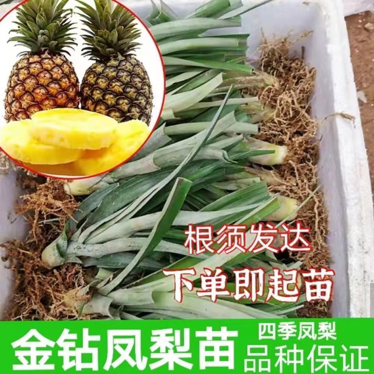 台农17号金钻凤梨苗庭院阳台地栽盆栽菠萝果大果凤梨苗南方地栽
