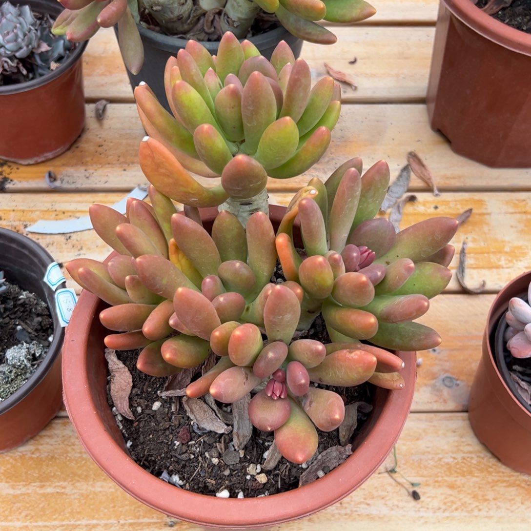 多肉大群金蝉【非偏远地区满18包邮】