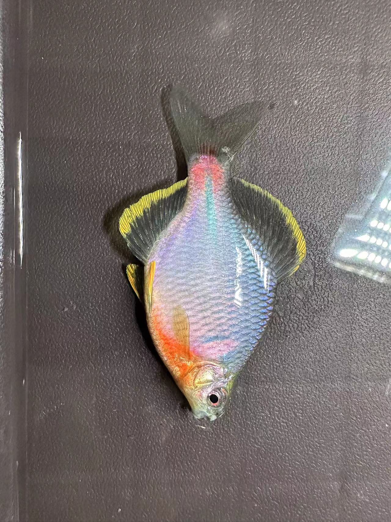 金边鳑鲏小型淡水观赏鱼 湖南特有鳑鲏鱼
